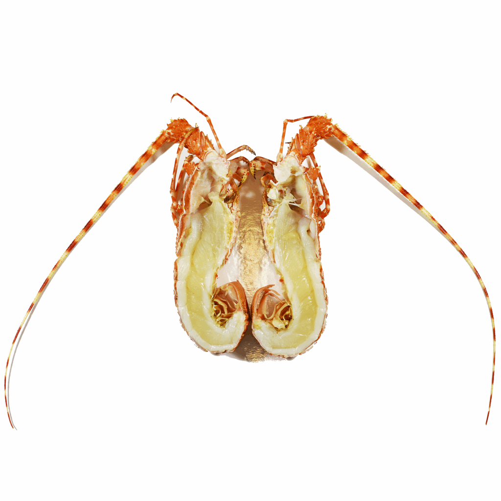 LangousteRose2_square.JPG